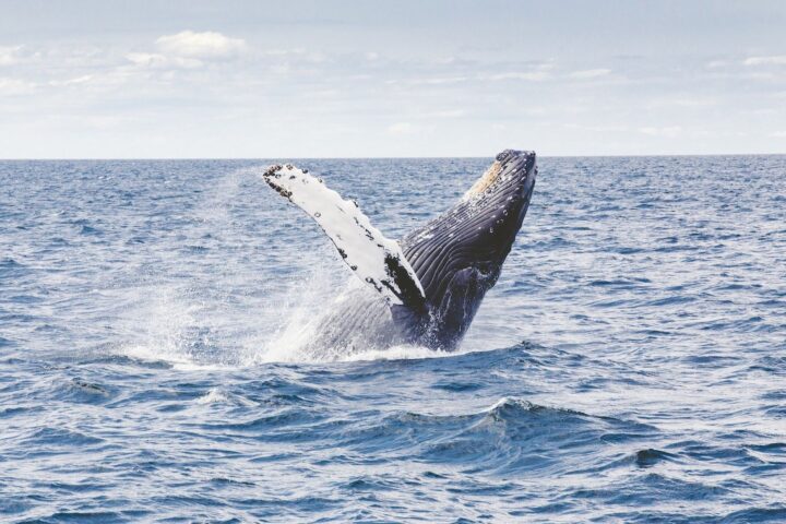 Фотоохота на китов на Кольском полуострове